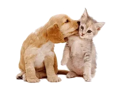 Other Pet